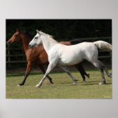 Poster Bob Langrish | Deux Chevaux Arabes Courir Ensemble (Devant)