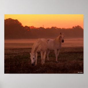 Poster Bob Langrish Deux Chevaux arabes gris debout