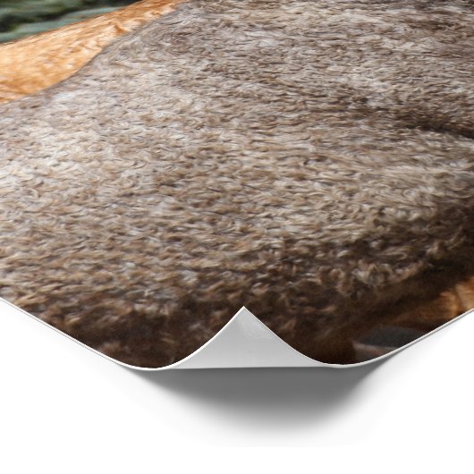 Poster Bob Langrish | Deux Chevaux De Courbe Bashkir Capt (Coin)