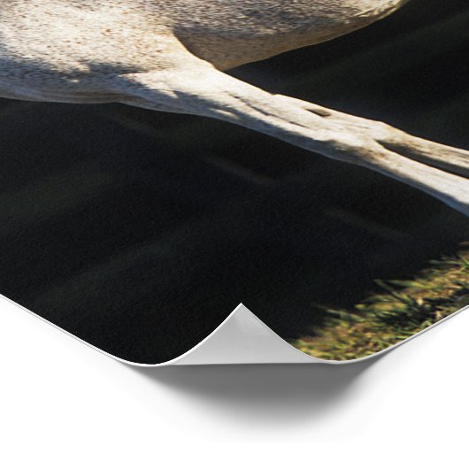 Poster Bob Langrish | Deux Marais Arabes Se Trouvant Sous (Coin)