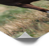 Poster Bob Langrish Deux Poney De Shetland Courent Ensemb (Coin)