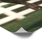 Poster Bob Langrish | Deux poulains des Rocheuses debout (Coin)