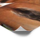 Poster Bob Langrish | Deux poulains irlandais du sport hi (Coin)