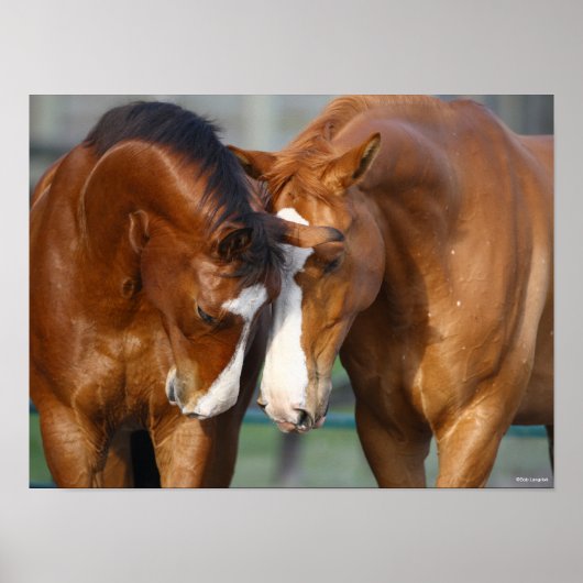 Poster Bob Langrish | Deux Rencontres canadiennes de chev (Devant)