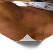 Poster Bob Langrish | Deux Rencontres d'Appaloosa Foies (Coin)