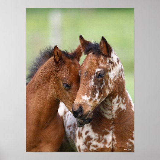 Poster Bob Langrish | Deux Rencontres d'Appaloosa Foies (Devant)