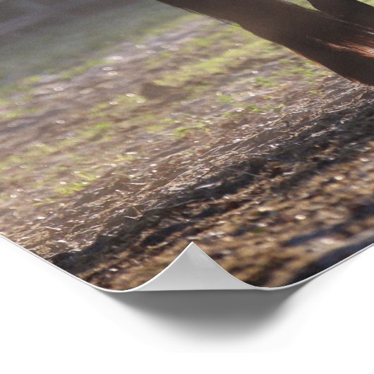 Poster Bob Langrish | Deux Vannières Tsiganes En Champ Ré (Coin)