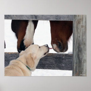 Poster Bob Langrish Dog Licking Horses Nose