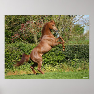 Poster Bob Langrish Élevage d'étalons arabes en chât