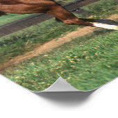 Poster Bob Langrish | Élevage d'étalons arabes en châtaig (Coin)