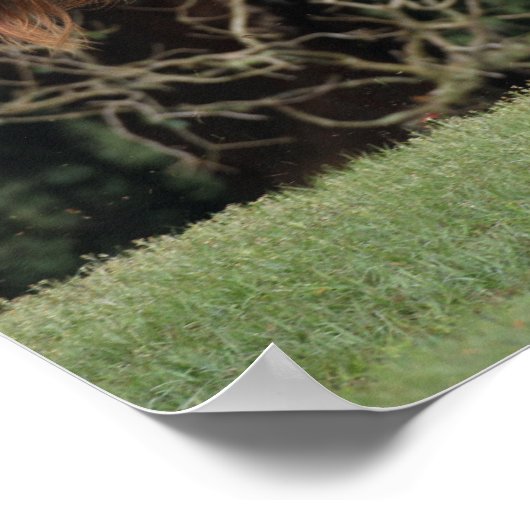 Poster Bob Langrish | Exécution d'Appaloosa (Coin)