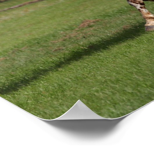 Poster Bob Langrish | Exécution d'Appaloosa (Coin)