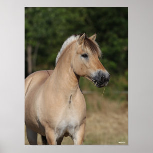 Poster Bob Langrish   Fjord Horse debout Capot