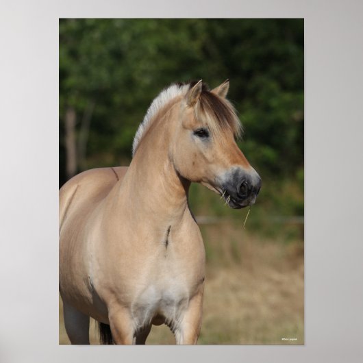 Poster Bob Langrish | Fjord Horse debout Capot (Devant)