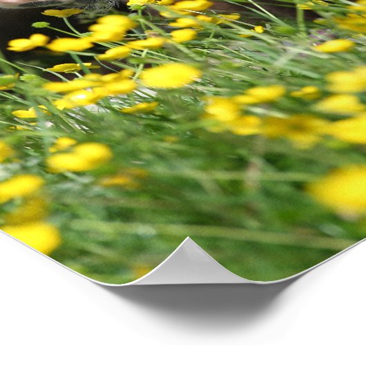 Poster Bob Langrish | Foal De Pony Gallois Reposant Dans  (Coin)