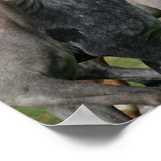 Poster Bob Langrish | Four Arab Horses Racing Headshot (Coin)