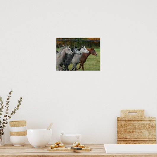 Poster Bob Langrish | Four Arab Horses Racing Headshot (Cuisine)