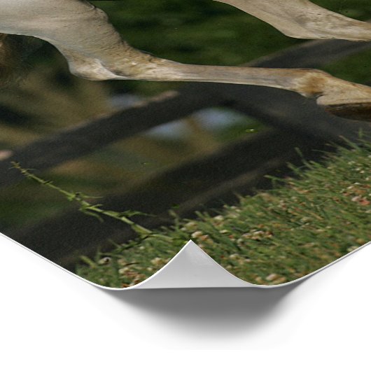 Poster Bob Langrish | Gray Andalucian Running (Coin)