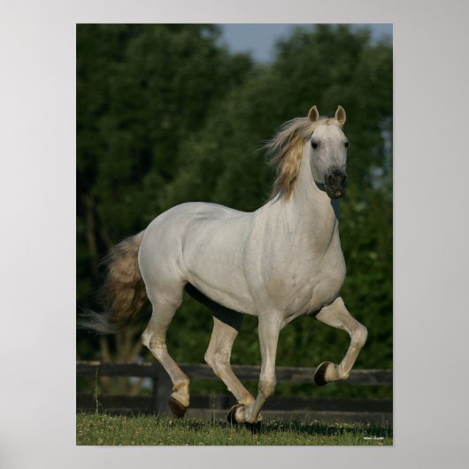 Poster Bob Langrish | Gray Andalucian Running (Devant)