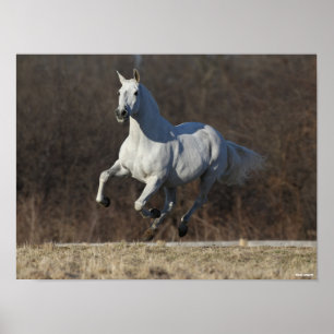 Poster Bob Langrish Gray Andalucian Running