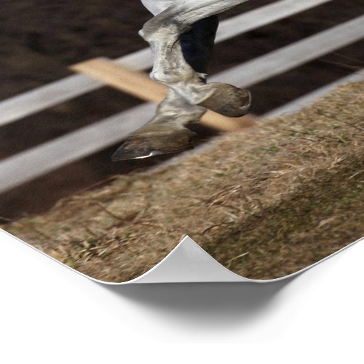 Poster Bob Langrish | Gray Andalucian Stallion Courir (Coin)