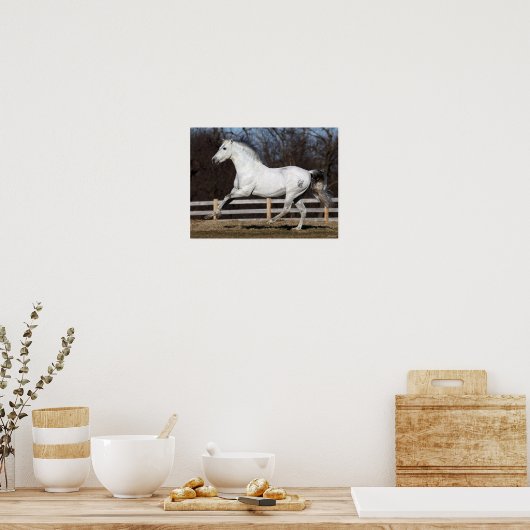 Poster Bob Langrish | Gray Andalucian Stallion Courir (Cuisine)
