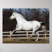 Poster Bob Langrish | Gray Andalucian Stallion Courir (Devant)