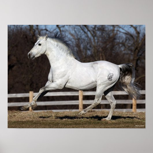 Poster Bob Langrish | Gray Andalucian Stallion Courir (Devant)