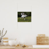 Poster Bob Langrish | Gray Andalucian Stallion Courir (Cuisine)
