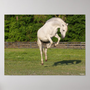 Poster Bob Langrish Gray Andalucian Stallion Leaping