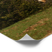 Poster Bob Langrish | Gray Andalucian Stallion Leaping (Coin)