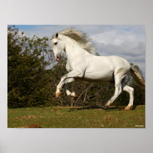 Poster Bob Langrish Gray Andalucian Stallion Leaping