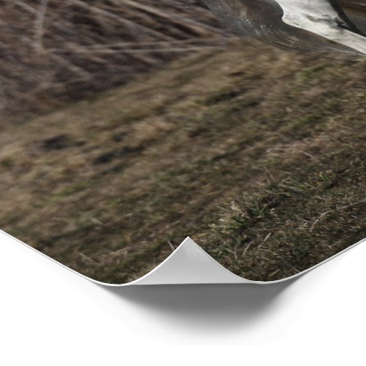 Poster Bob Langrish | Gray Andalucian Stallion Walking (Coin)