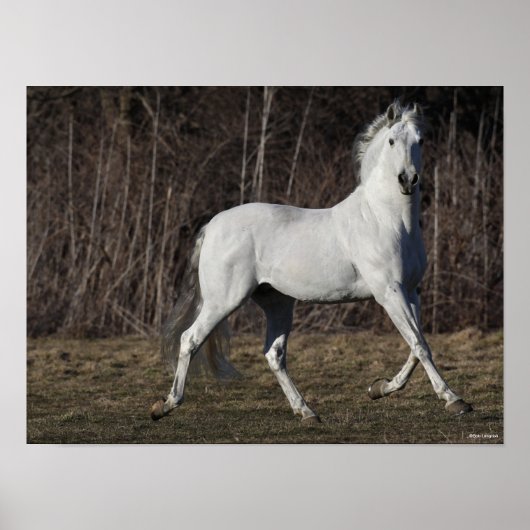 Poster Bob Langrish | Gray Andalucian Stallion Walking (Devant)