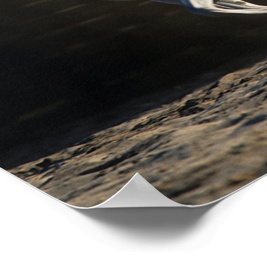 Poster Bob Langrish | Gray Arab Mare Running (Coin)