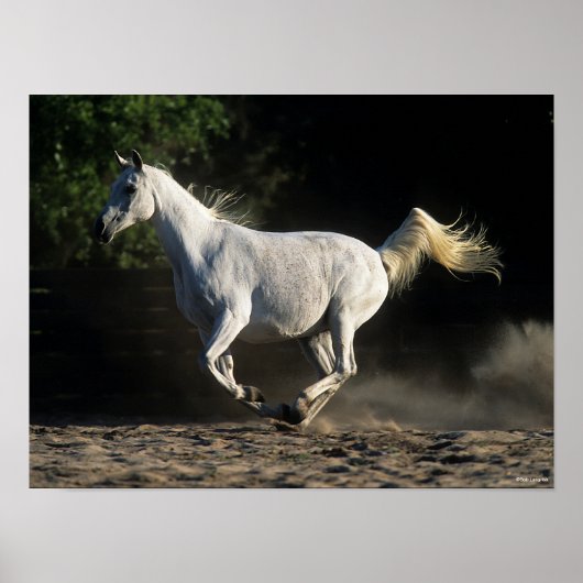 Poster Bob Langrish | Gray Arab Mare Running (Devant)