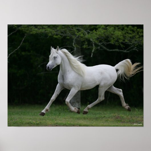 Poster Bob Langrish | Gray Arab Running (Devant)