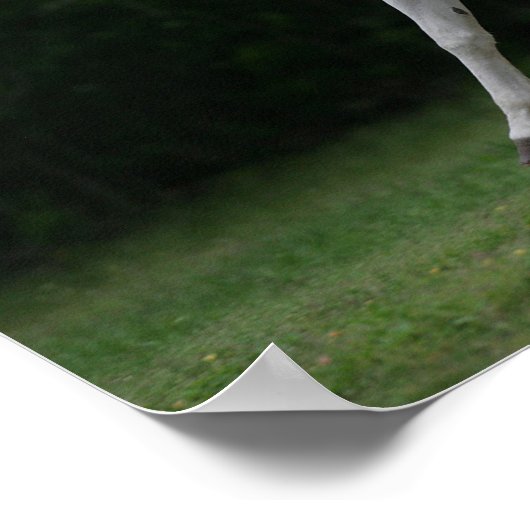 Poster Bob Langrish | Gray Arab Running (Coin)