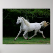 Poster Bob Langrish | Gray Arab Running (Devant)