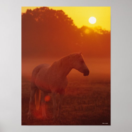 Poster Bob Langrish | Gray Arab Standing au coucher du so (Devant)