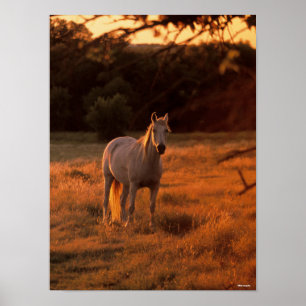 Poster Bob Langrish   Gray Arab Standing au coucher du so