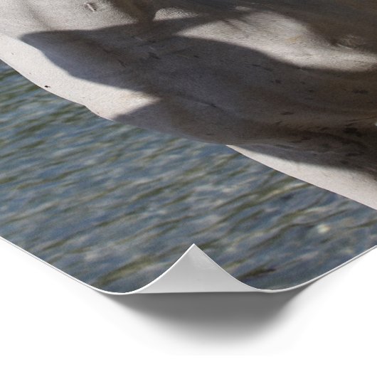 Poster Bob Langrish | Gray Arab Standng dans la mer (Coin)