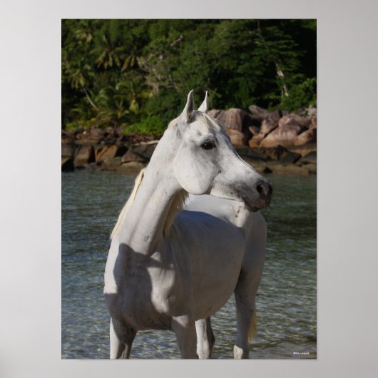 Poster Bob Langrish | Gray Arab Standng dans la mer (Devant)