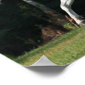 Poster Bob Langrish | Gray Lusitano Stallion (Coin)