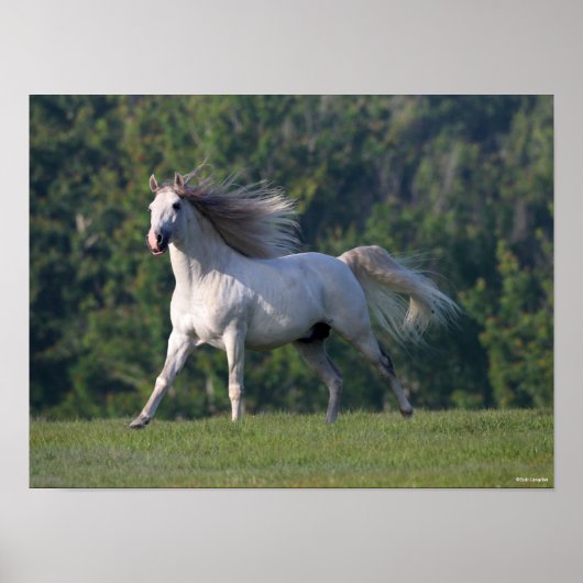 Poster Bob Langrish | Gray Lusitano Stallion en marche (Devant)