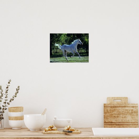 Poster Bob Langrish | Gray Thoroughbred Stallion Running (Cuisine)