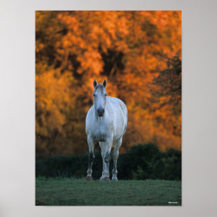 Poster Bob Langrish Gray Warmblood Standing Automne