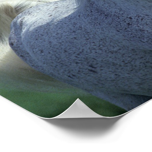 Poster Bob Langrish | Grey Arab Headshot (Coin)