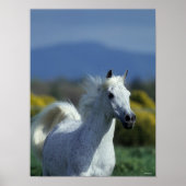 Poster Bob Langrish | Grey Arab Headshot (Devant)