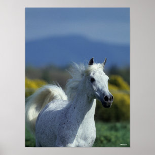 Poster Bob Langrish Grey Arab Headshot